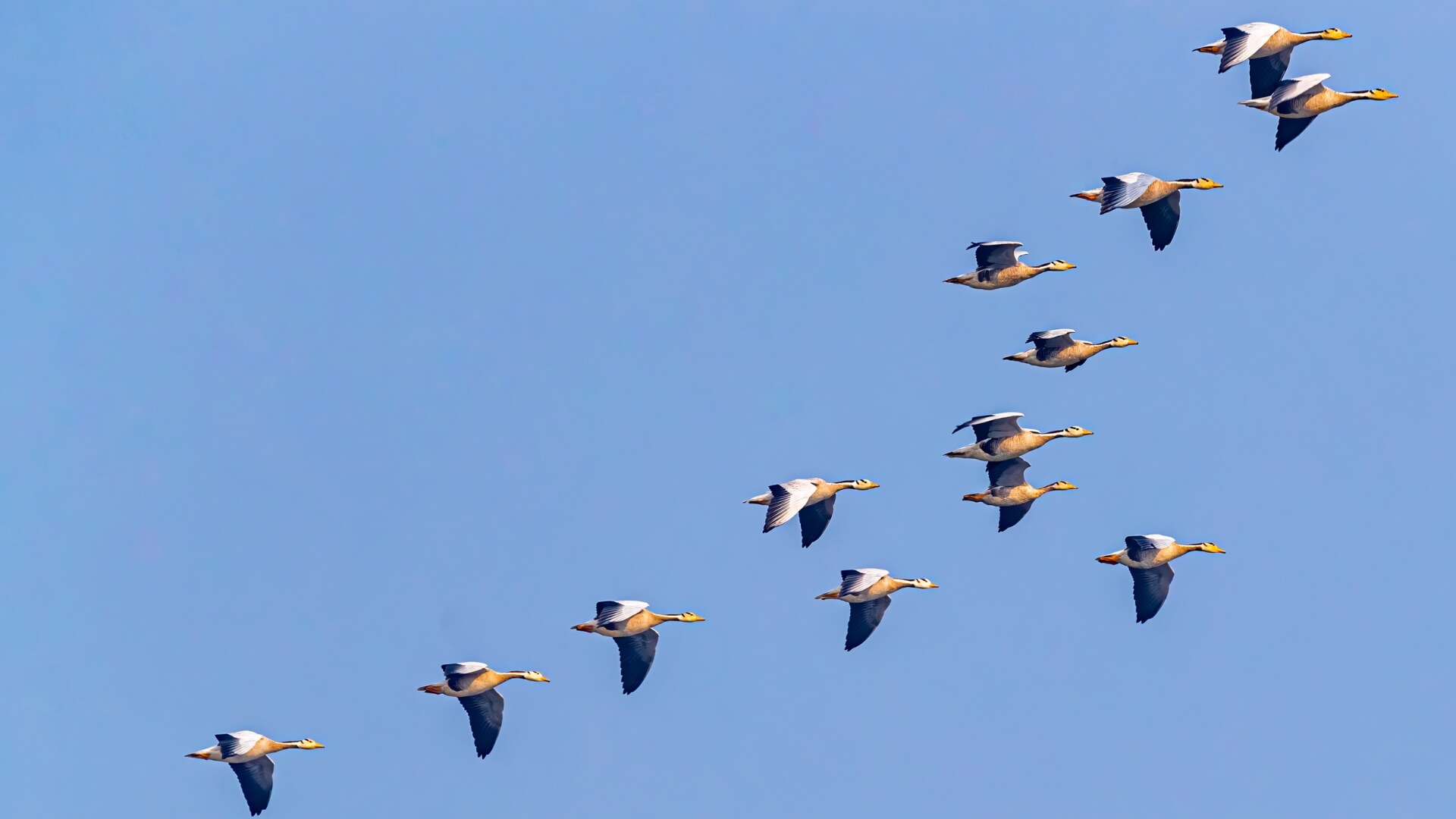 Komfort_Doppelzimmer_Klatschmohn